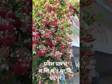 सरस्वती शिशु मंदिर उच्चतर माध्यमिक विद्यालय चंद्रपुर, प्रवेश प्रारंभ सत्र 2026–27
