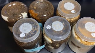 ７ヶ月放置した菌糸瓶からミヤマヒラタクワガタの成虫を掘り出す