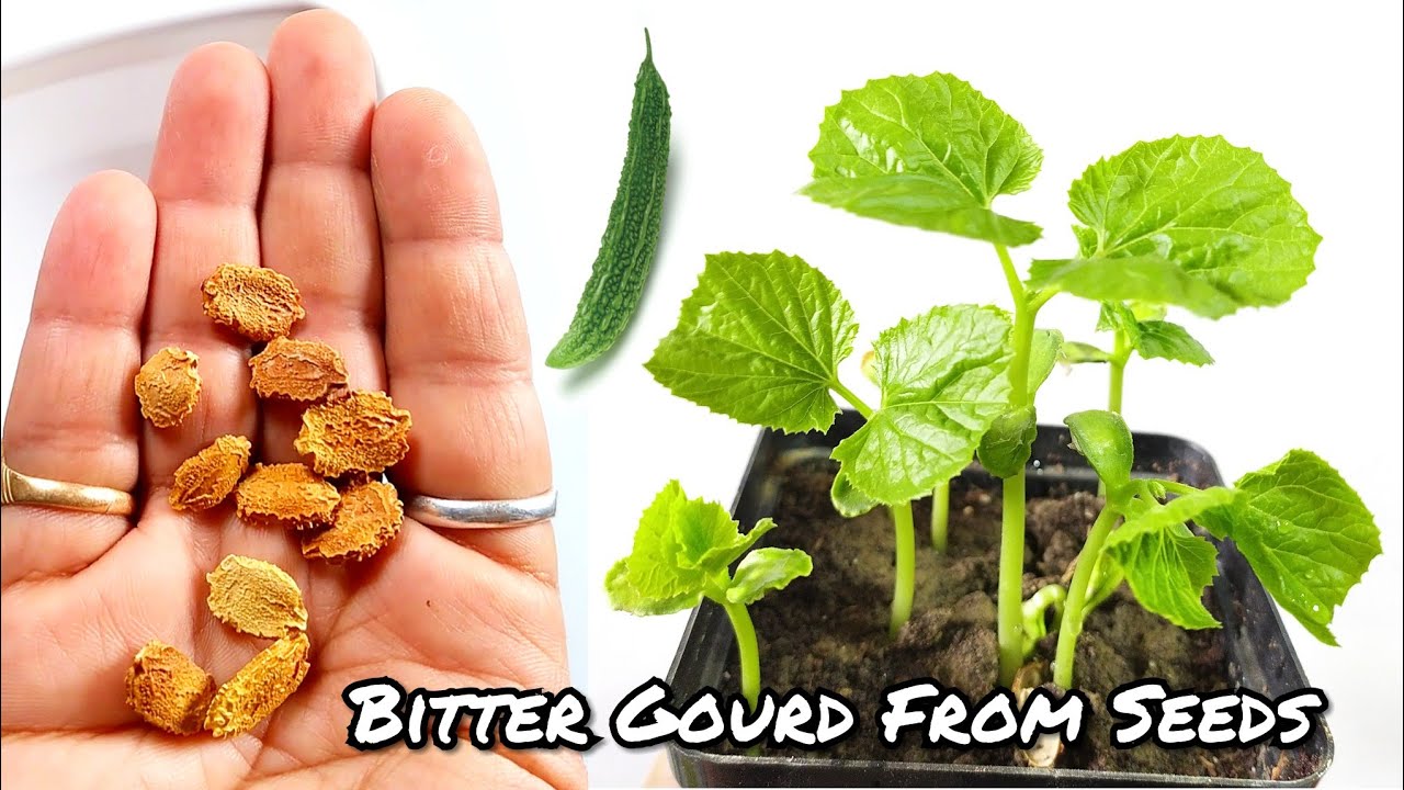 Fastest Way To Grow Bitter Gourd From Seeds How To Grow Karela At Home Youtube