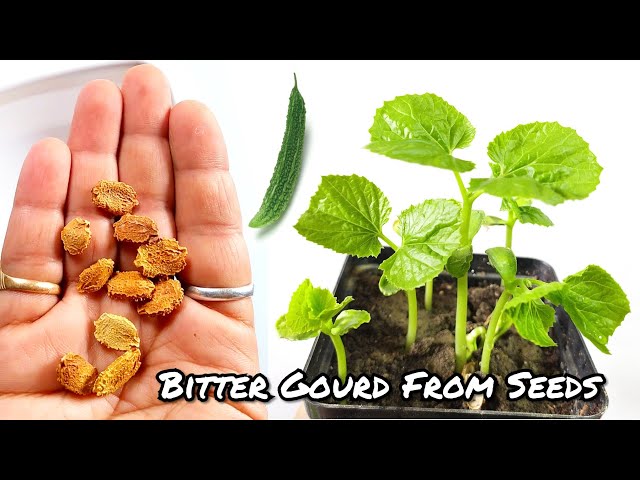 best fertilizer for blueberry plants Blueberry Success Mix