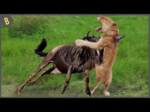 Video: El león de montaña es un felino grande y depredador. Reproducción, nutrición y fotografía del animal