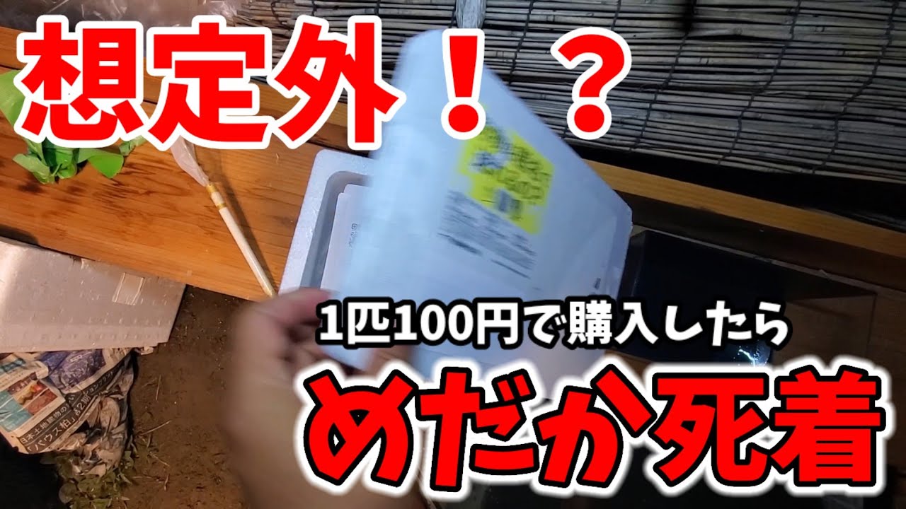 めだか死着】通販サイトで1匹100円めだかを購入したら稚魚が到着【想定