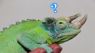 ★送料込みに変更　最終値下げバラ売り　不可　カメレオン飼育環境セットすぐ飼える★ 810Z3F1k6wL._UF350,350_QL50_.jpg