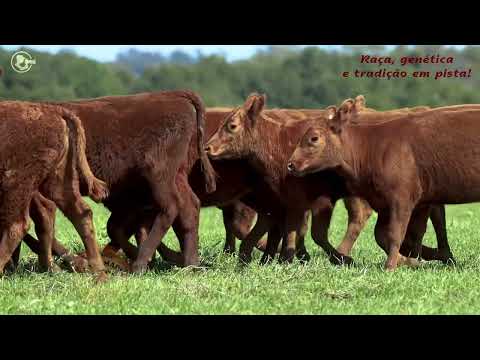 LOTE 43 - 11 TERNEIRAS RED ANGUS