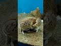 カニさんの食事タイム #トラフカラッパ #水族館