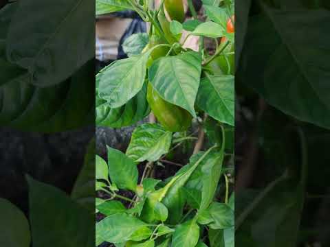 Pimenta Doce |