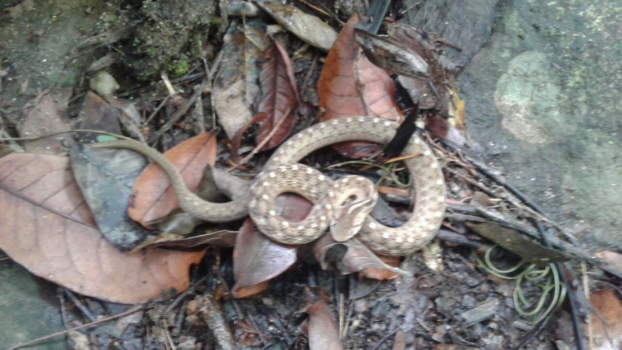 Thamnodynastes sp. YouTube