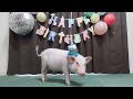 【祝】ミニブタのハーフバースデー盛大にお祝いしましたw【95日目】