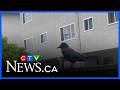 Sawatsky Sign-Off: Feathered Friend