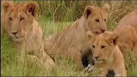 Python Too Aggressive, Leopard Cub Can