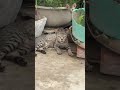 Ek N 1n Cat Cutecat Catvideos Ek N 1n Cat Cutecat Catvideos