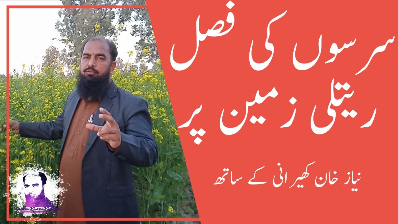 سرسوں کی فصل کی ریتلی زمین پر کاشت agriculture sector in Pakistan with Niaz khan kherani