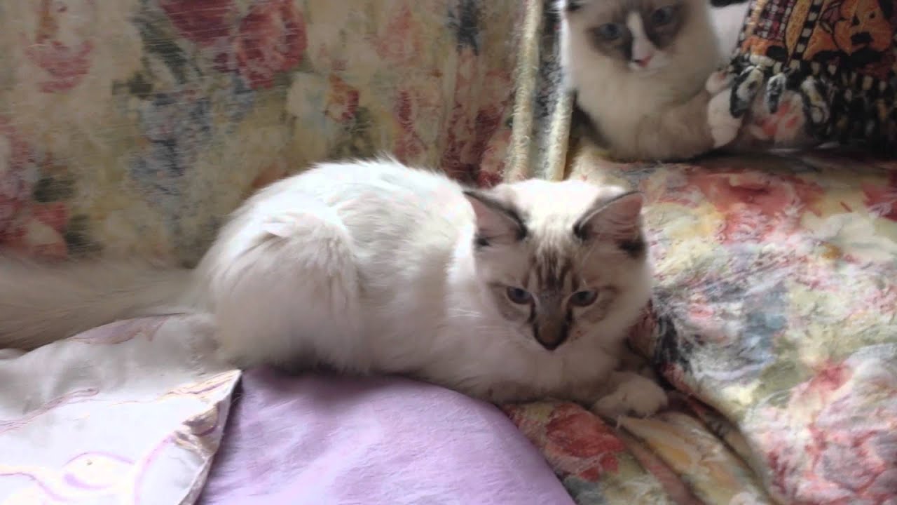 Tina Tiger Ragdoll - YouTube