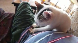 massage Person Of The Cat