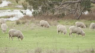 4K - Relaxing Sheep On A Farm With Soothing Music