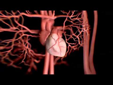 Береги себя:алкоголь и сердце