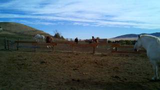Draft Horses Getting Hay