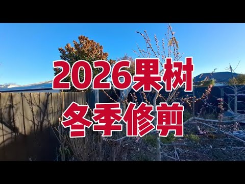 2026年果树冬剪，葡萄 桃 苹果 樱桃 梨