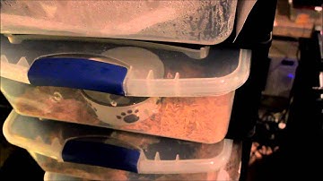 Ball python collection update april 2015, breeding season update!