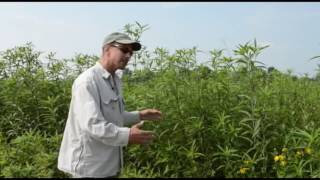 Dan Kirk Discusses The Grasses And Fauna At Goose Lake Prairie State Natural Area.