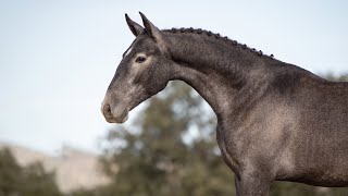 Horse For Sale Athletic Lusitano Youngster With Top Mind - Soberano Bloodlines Ref