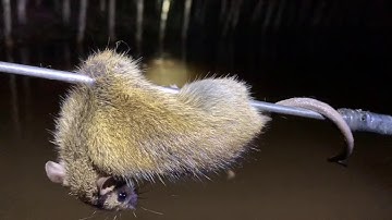 Miền Tây mùa nước lũ. Săn chuột ban đêm vui qua mọi ơi