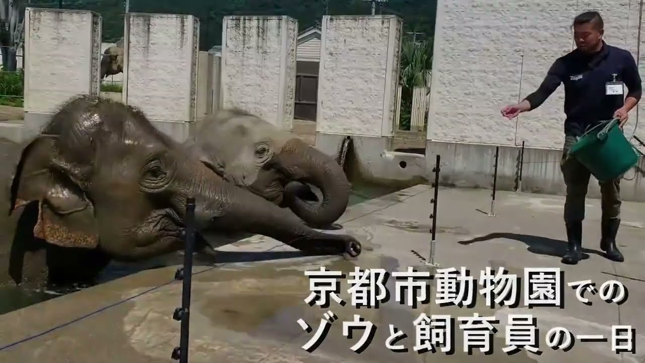 京都市動物園でのゾウと飼育員の一日（2023年）