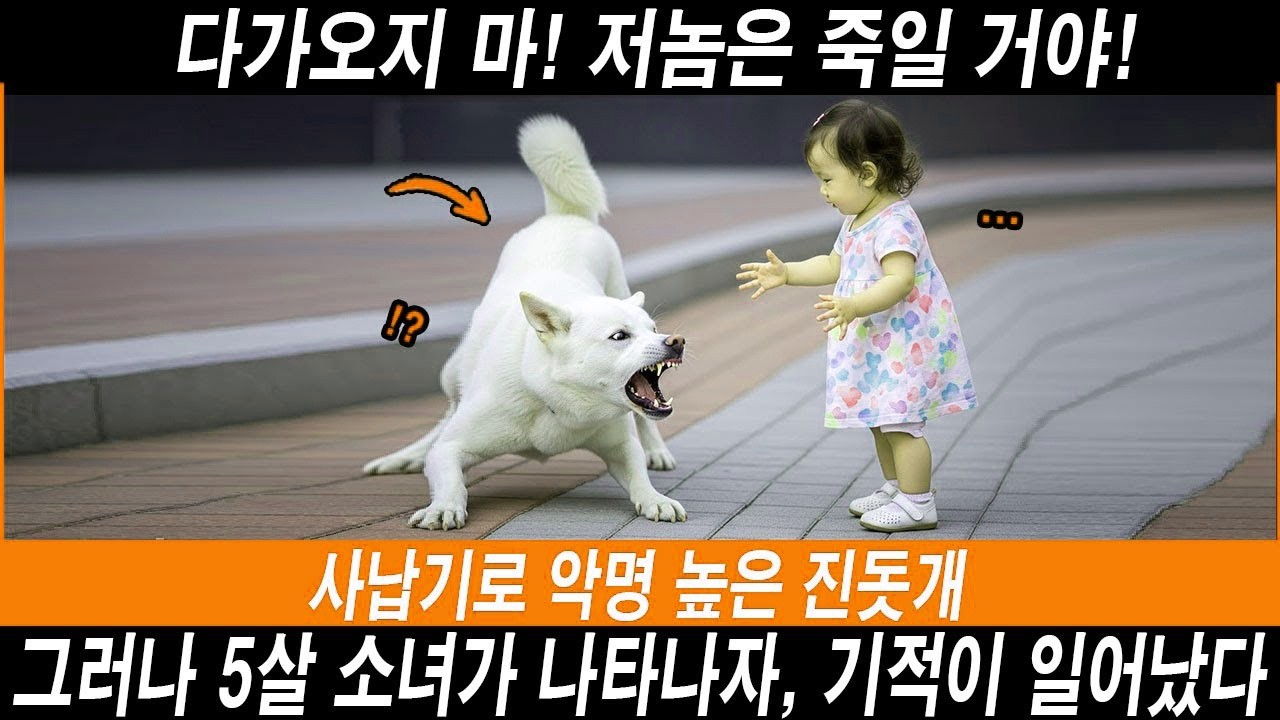 【기적의 실화】사납기로 악명 높은 진돗개는 전문 훈련사조차 감당하지 못했다… 그러나 5살 소녀가 나타나자, 기적이 일어났다  #해외반응 #외국반응 #외국인반응 #실화기반 #진돗개