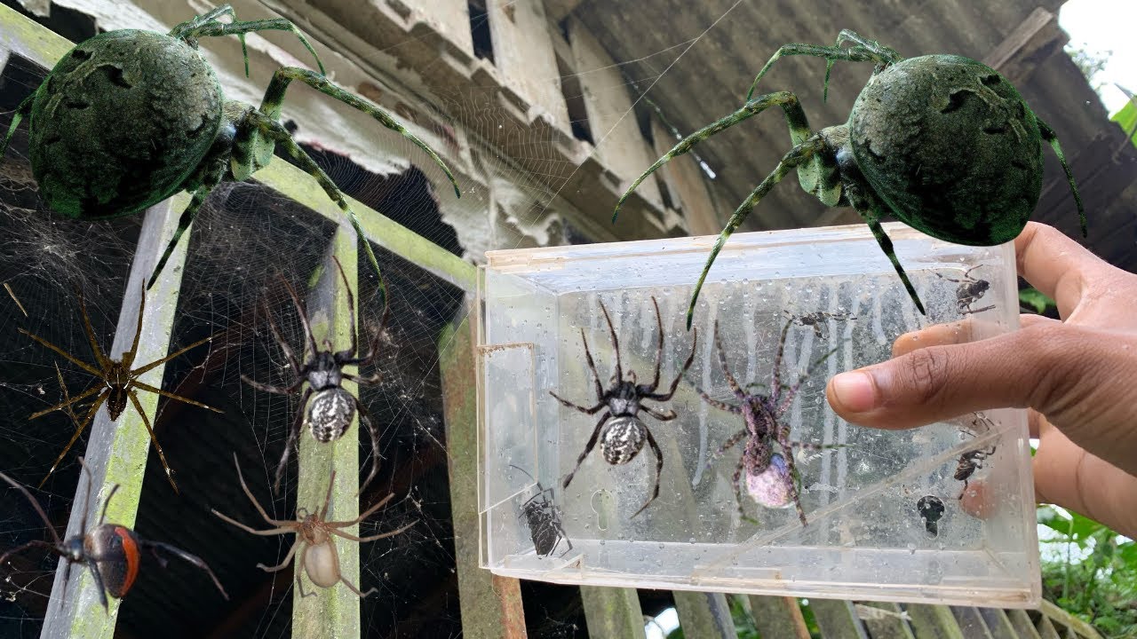 HUNT FOR SPIDERS IN FRONT OF PEOPLE'S HOUSES AND FIND GIANT SPIDERS ...
