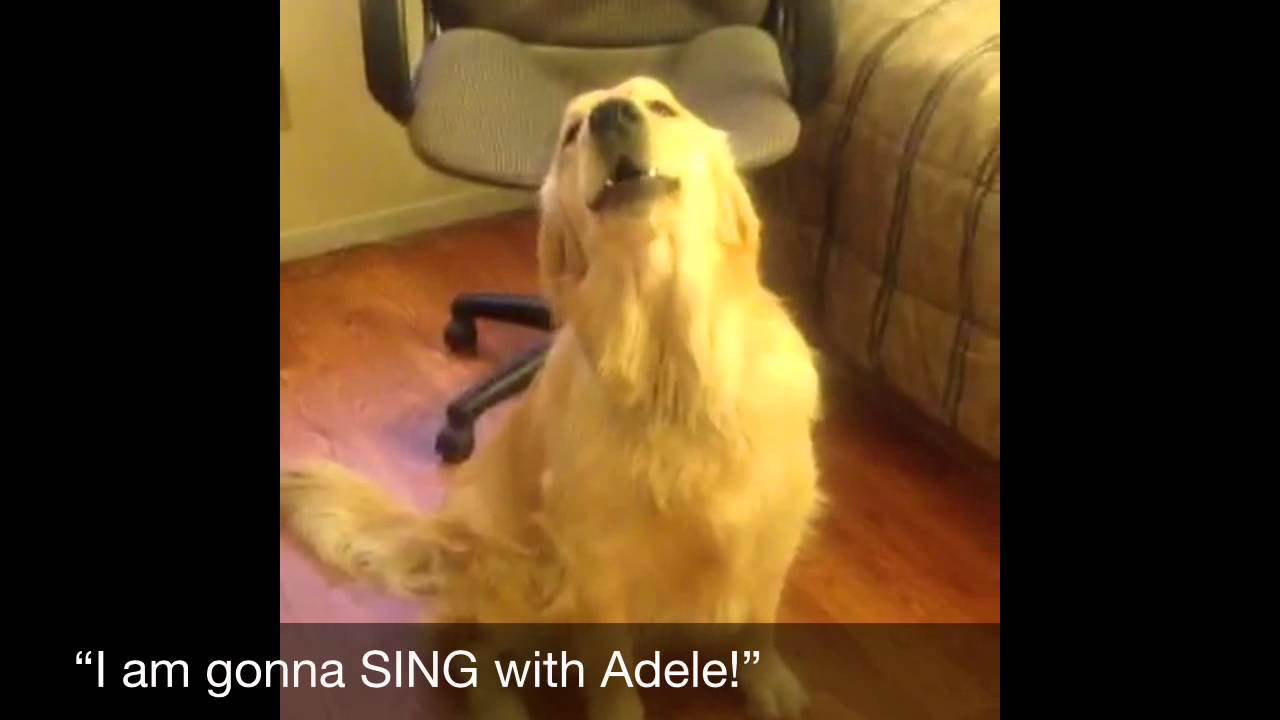 Dog Sings Along With Adele On MIXfm Radio