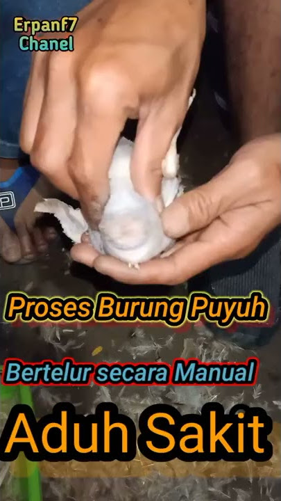 Proses burung puyuh bertelur secara pakasa#shorts#burung puyuh#telurpuyuh
