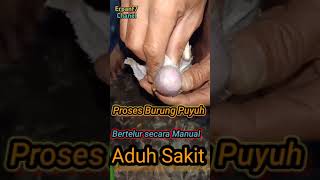 Proses burung puyuh bertelur secara pakasa#shorts#burung puyuh#telurpuyuh