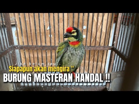 JANGAN PERCAYA‼️KALAU ADA YANG MENGATAKAN BURUNG MASTERAN,TIDAK‼️