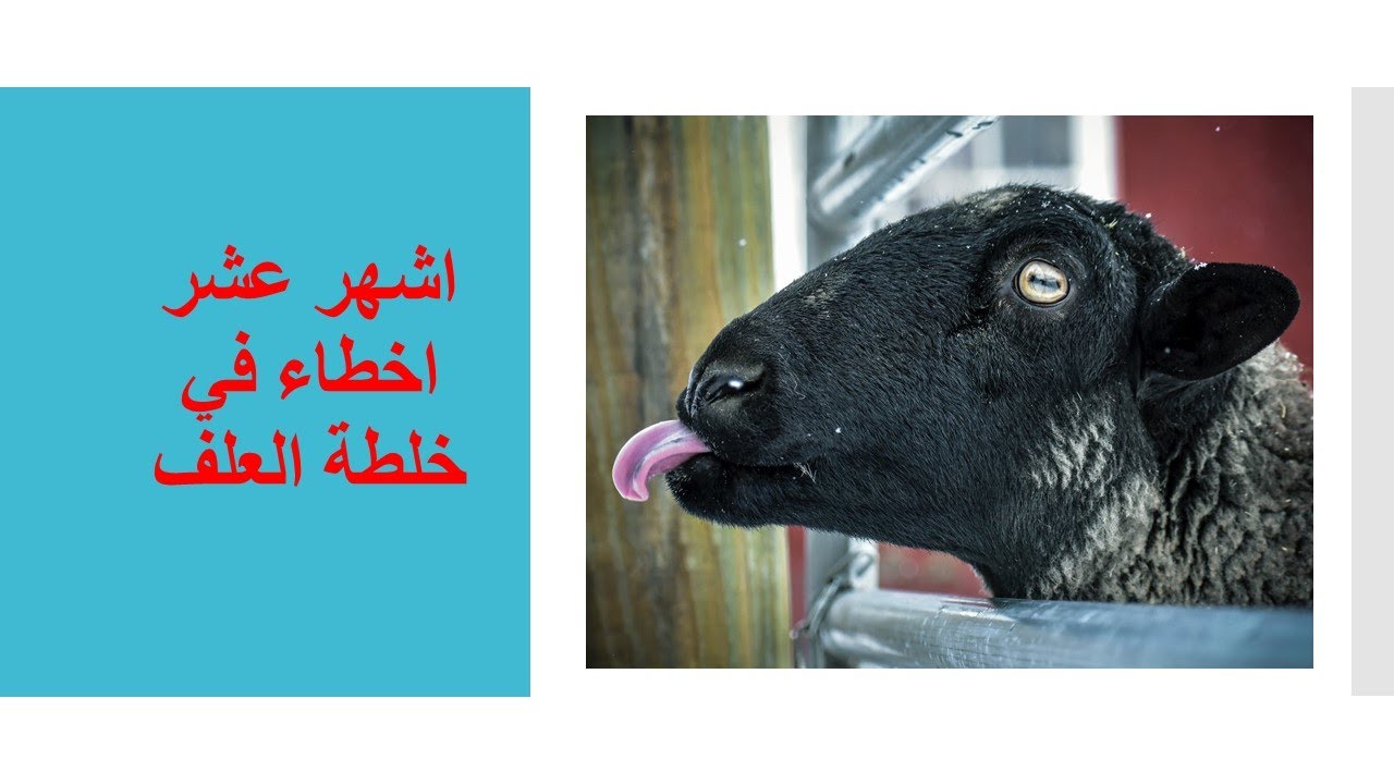 افضل خلطة علف للاغنام والماعز تسمين حتى 80 كيلو وزيادة يوميه 300 جرام الحلقة الثانية Youtube