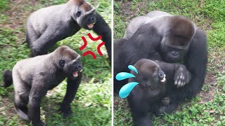 Gorilla Fight | Silverback Haoko attacks daughter and it made her siblings angry 🦍💢