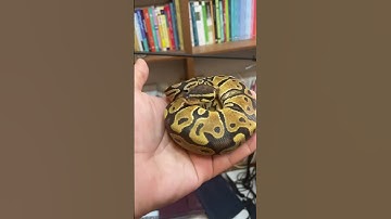 البته نه زیاد گنده 😂🐍 #ballpython #مار #پایتون #pet #python #reptile #snake #حیوان_خانگی #پیتون