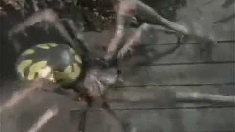 HAUNTEDPROPS.COM MOUNTED SPIDER