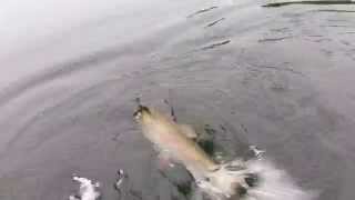 Backyard Pond Monster Rainbow Trout Action!