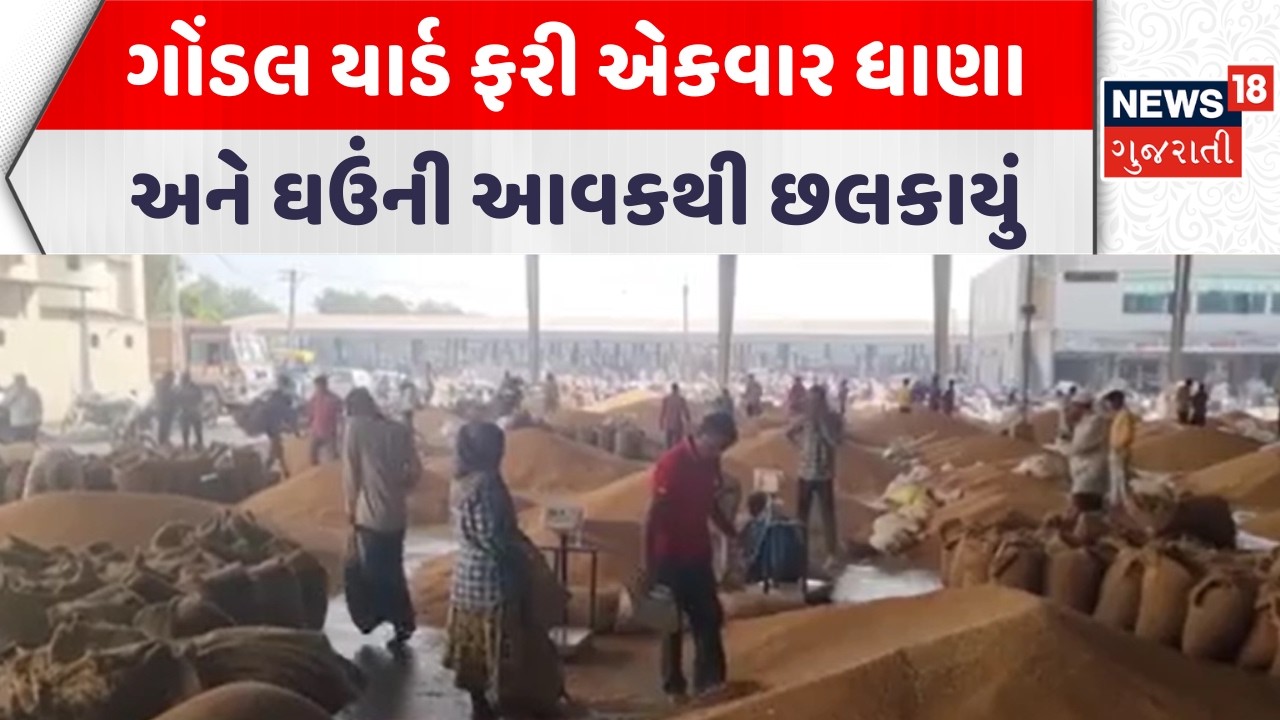 Rajkot News | ગોંડલ યાર્ડ ફરી એકવાર ધાણા અને ઘઉની આવકથી છલકાયું | Gondal Market Yard | Gujarati News