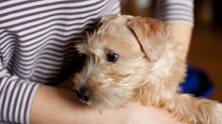 The Soft Coated Wheaten Terrier: A Comprehensive Guide