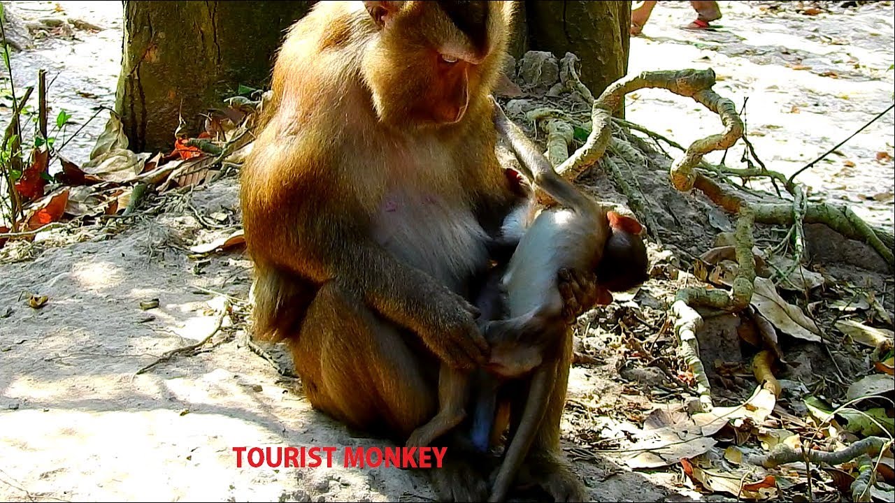 Pity poor abandoned  baby  monkey  Thanks adoptive mom for 