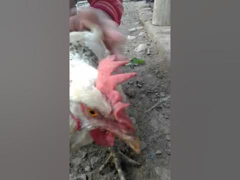 говорящий петух 🐓🤭😇😂 - YouTube