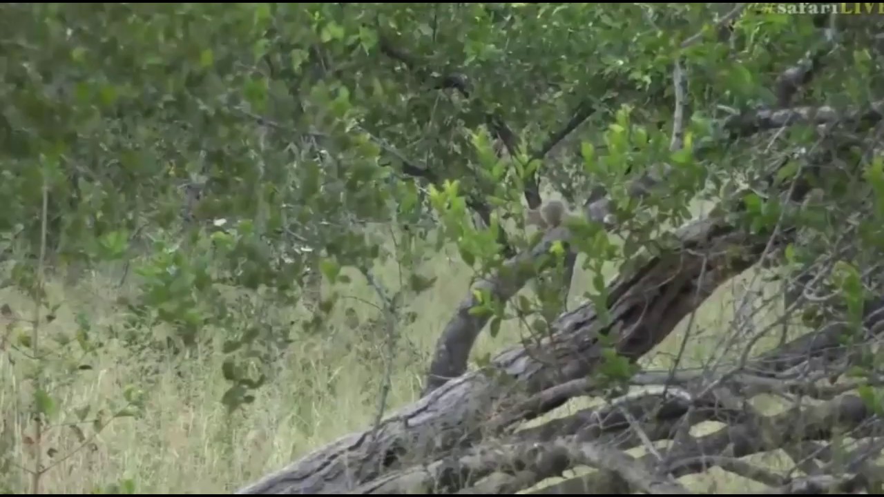 sindile faku April 05, 2017- Little Squirrel all in a dither over something