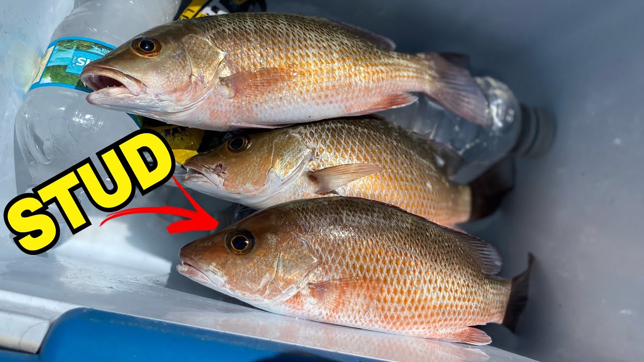 STUD Mangrove Snapper Bridge Fishing - YouTube