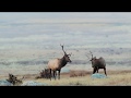 Elk - One of North America’s most photogenic species.