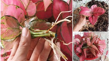 Cách nhân giống cây vạn lộc bằng phương pháp giâm cành