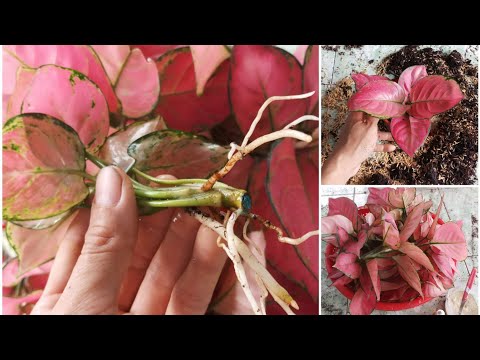 How to propagate red Aglaonema by cuttings