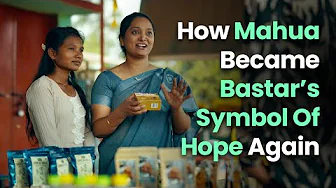 How Mahua Became Bastar’s Symbol Of Hope Again