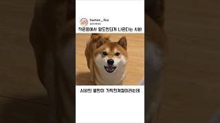 눈내리는 시바의털갈이 #shorts #털갈이