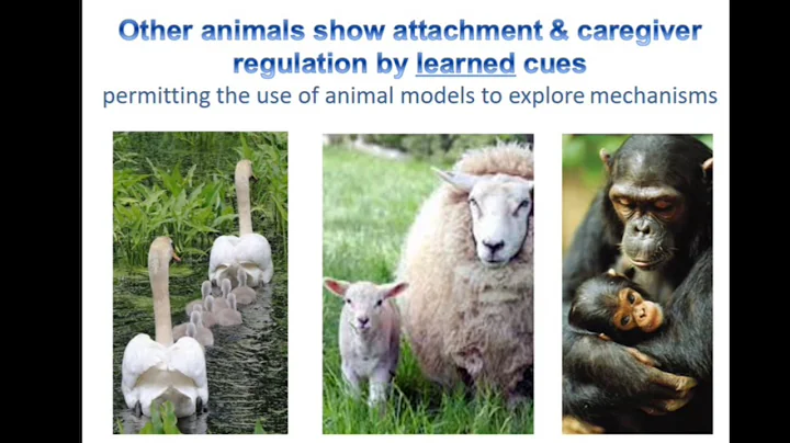 CTBR Stress Symposium at Hunter College – Part 5